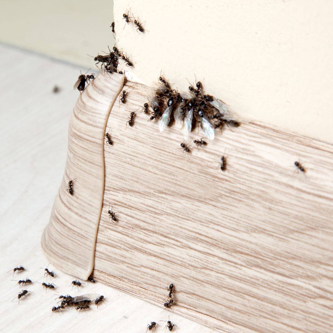 ant infestation